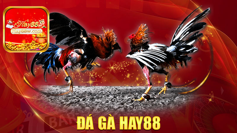 Đá gà Hay88: Trận nào cũng nóng hổi, máu chiến tới phút cuối